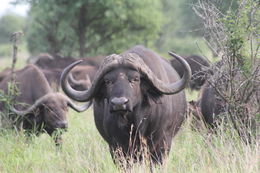 非洲水牛屬的圖片