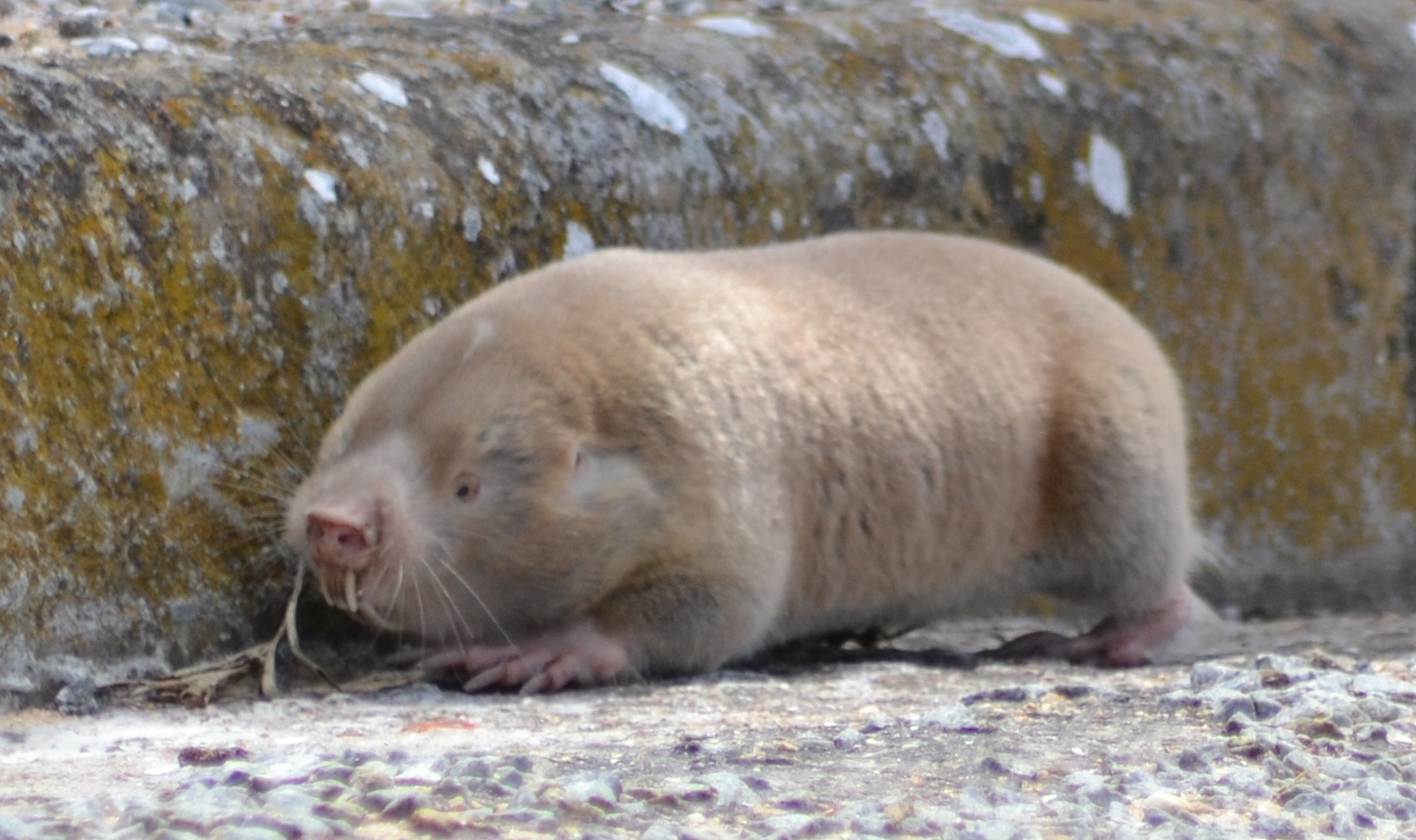 Image of Dune Mole Rats