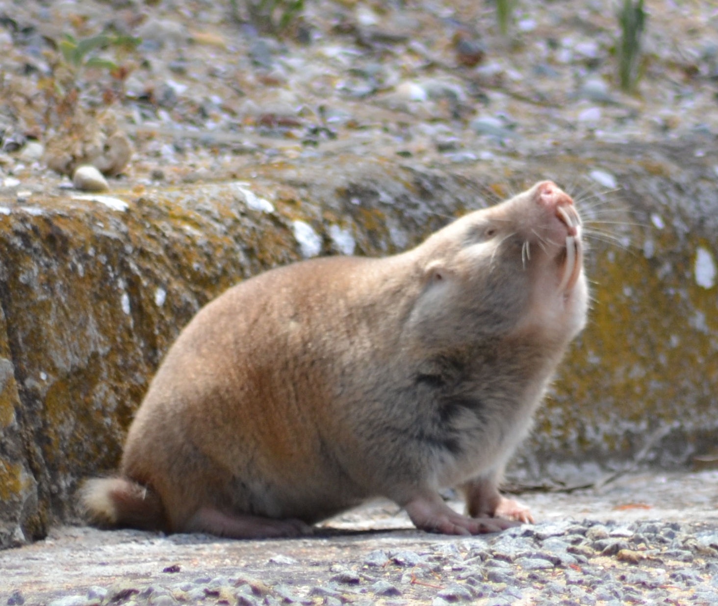 Image of Dune Mole Rats