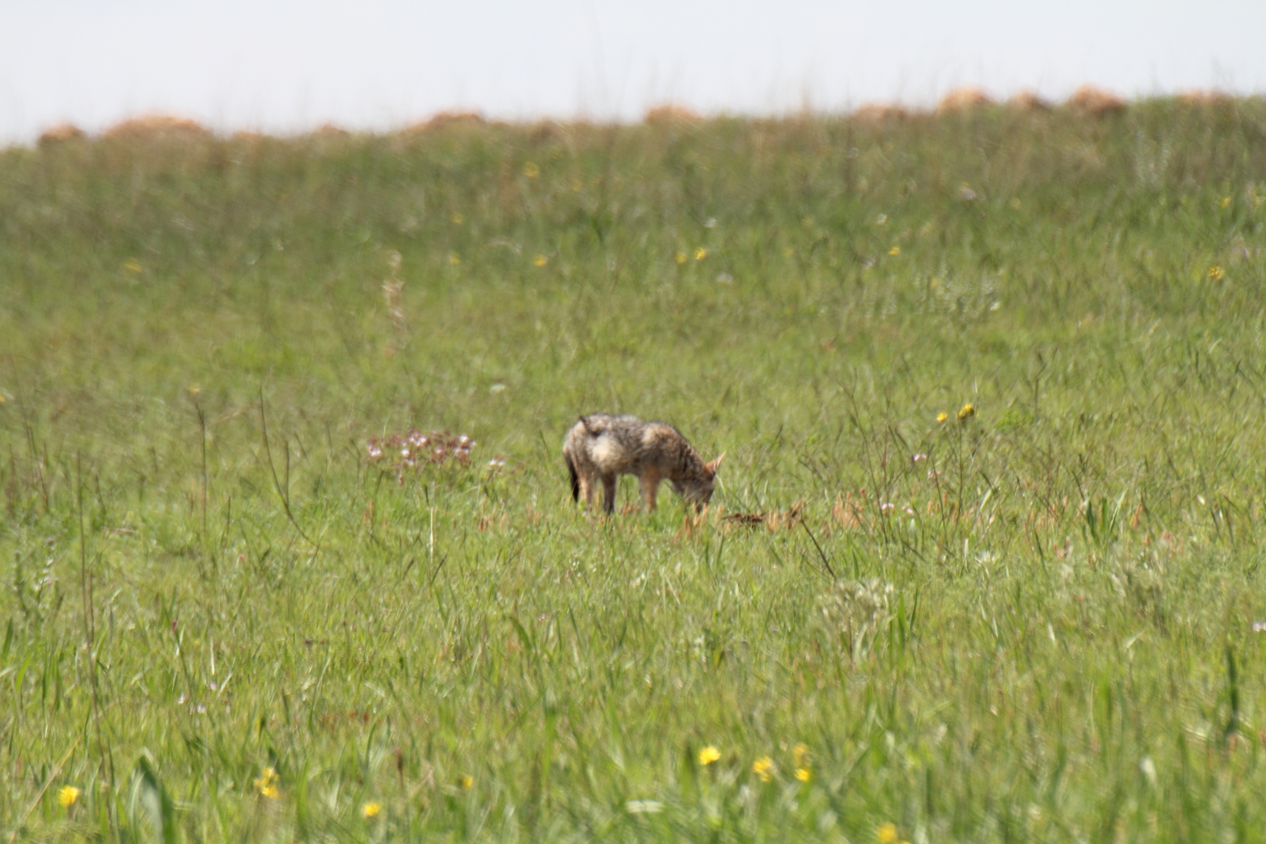 Image of Black-backed Jackal