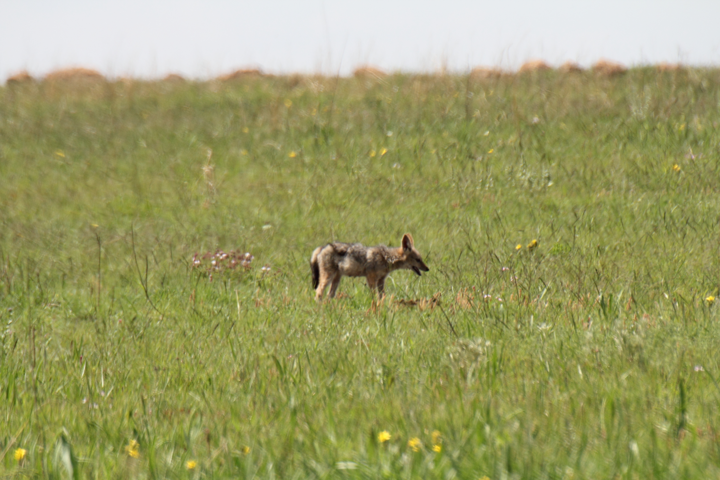 Image of Black-backed Jackal