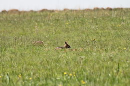 Image of Black-backed Jackal