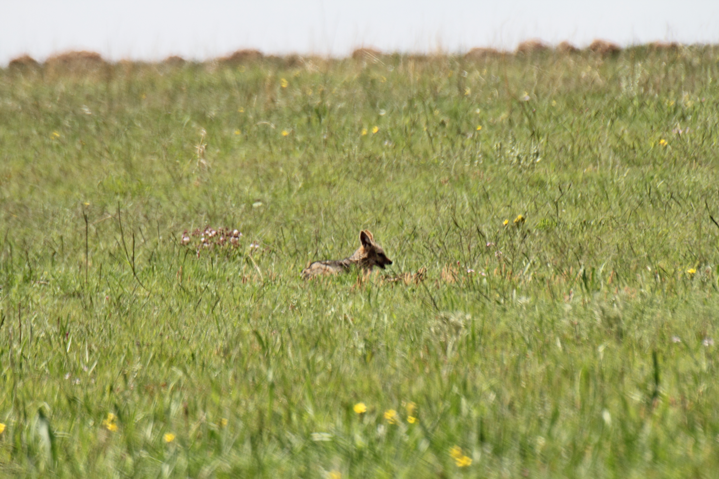 Image of Black-backed Jackal