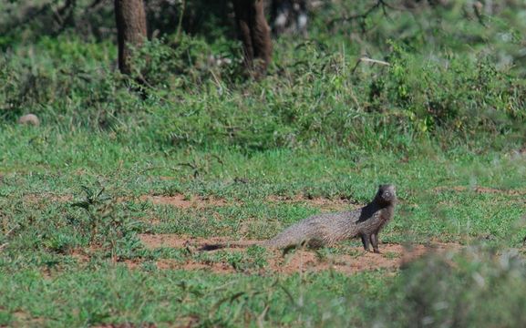 Image of Egyptian Mongoose