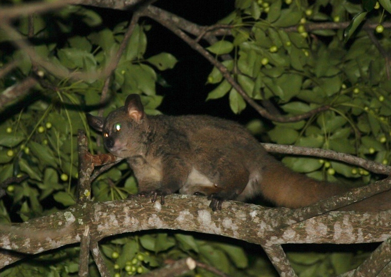 Image of Greater galago