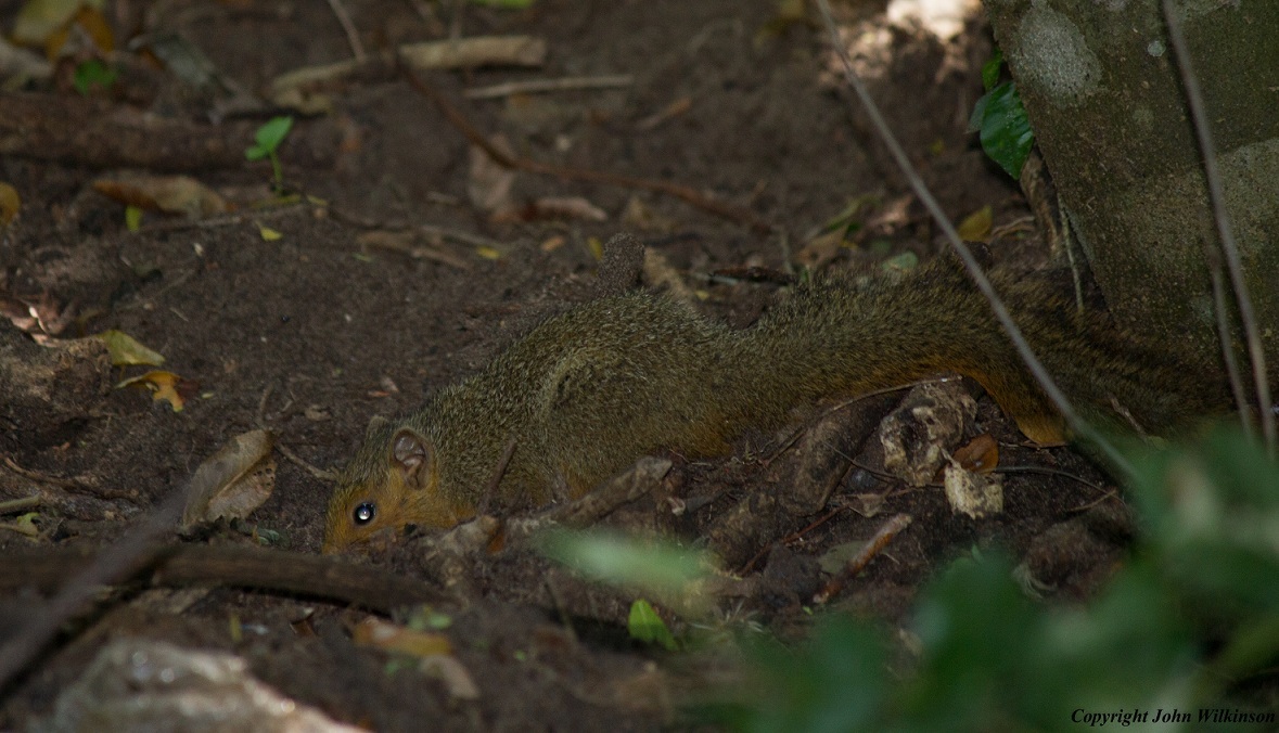 Image of Red Bush Squirrel