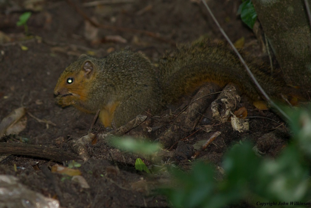 Image of Red Bush Squirrel