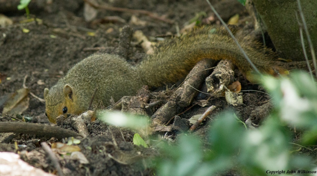 Image of Red Bush Squirrel