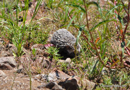 Image of South African Hedgehog