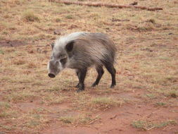 Image of Bush-pig