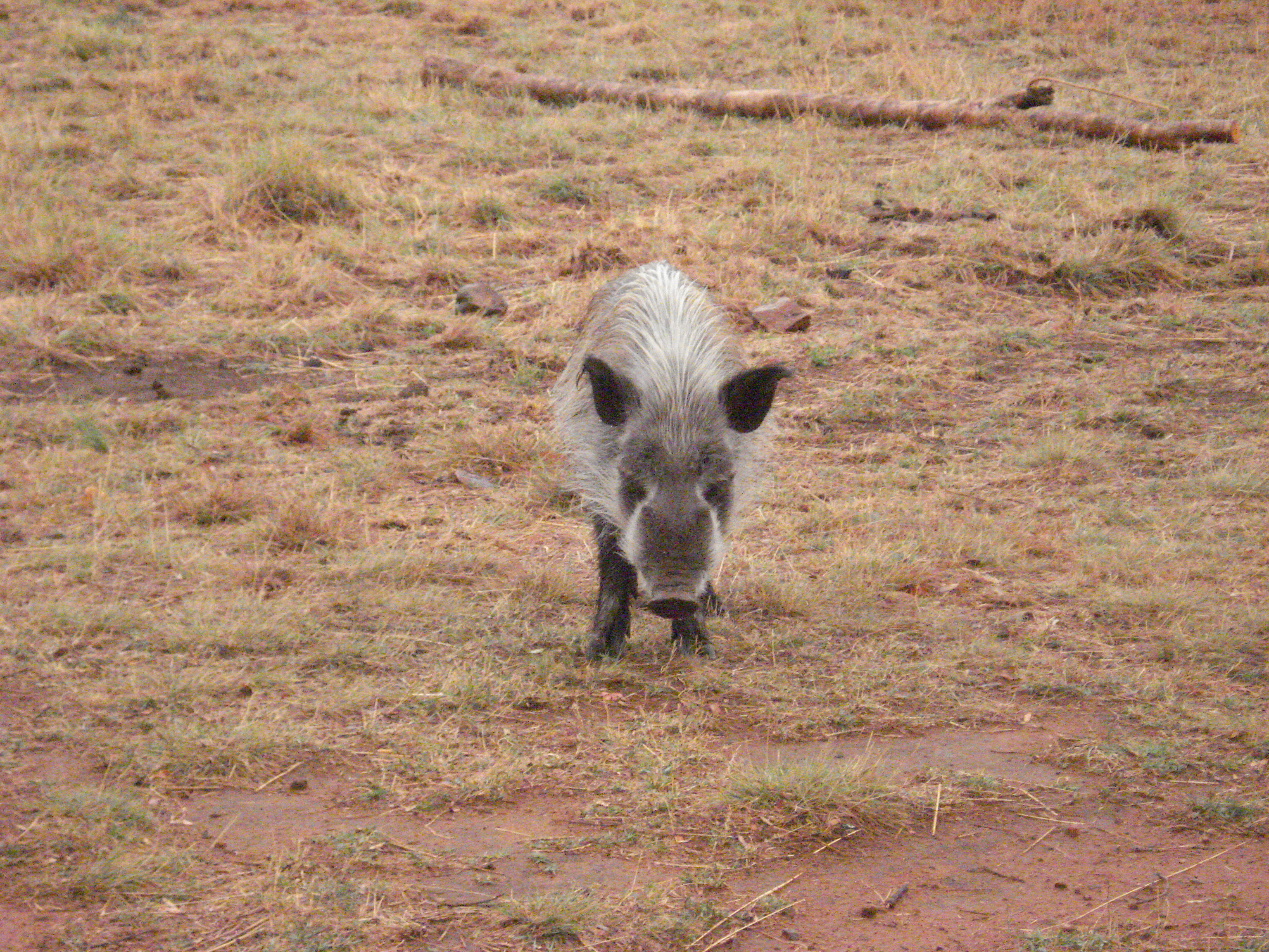 Image of Bush-pig