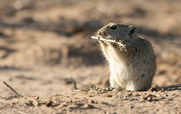 Image of Brants' Whistling Rat