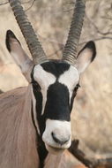 Image of Gemsbok