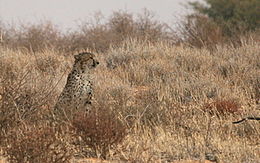 Image de Acinonyx Brookes 1828