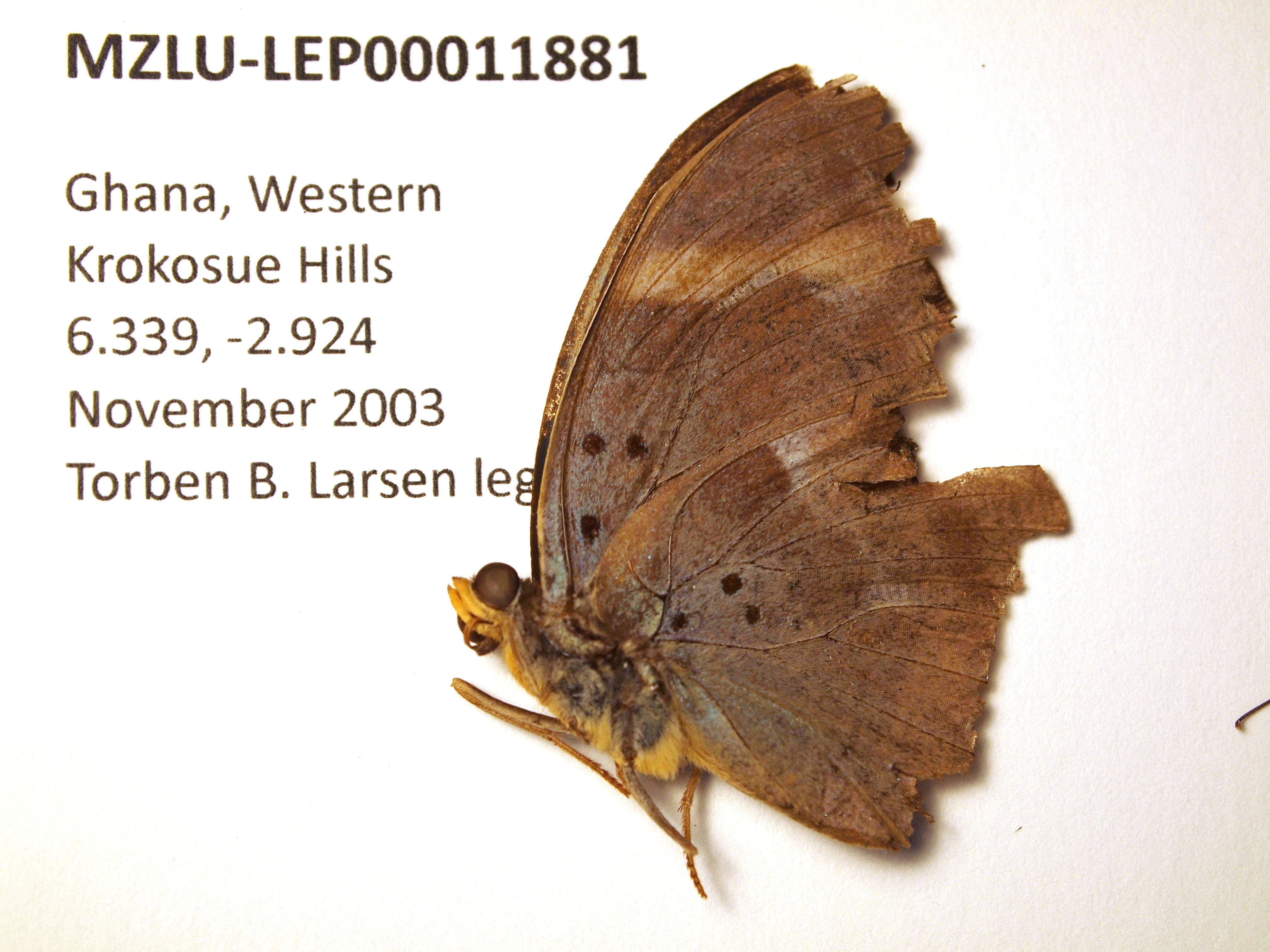 Image of Euphaedra medon Linnaeus 1763