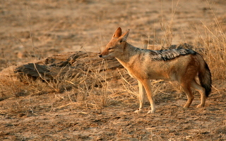 Image of Black-backed Jackal