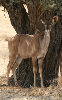 Image of Greater Kudu