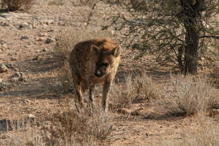 Image of Spotted Hyaenas