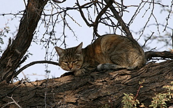 Image of wild cat