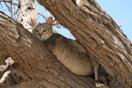 Image of wild cat