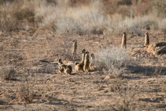 Suricata Desmarest 1804 resmi