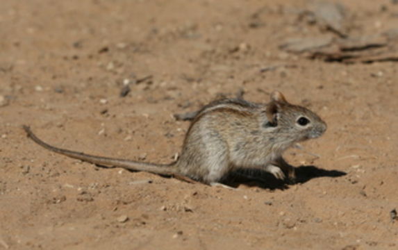 Image of Four-striped Grass Mouse