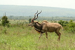 Image of Greater Kudu