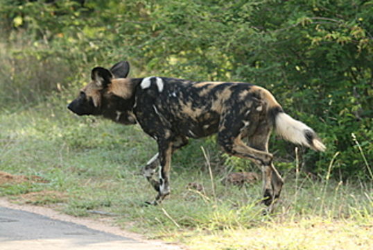 Image of African Hunting Dog
