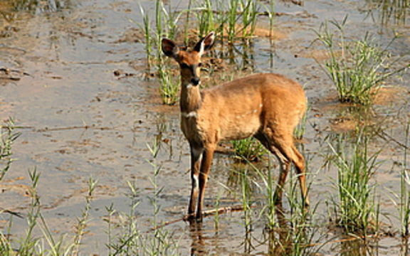 Image of Bushbuck