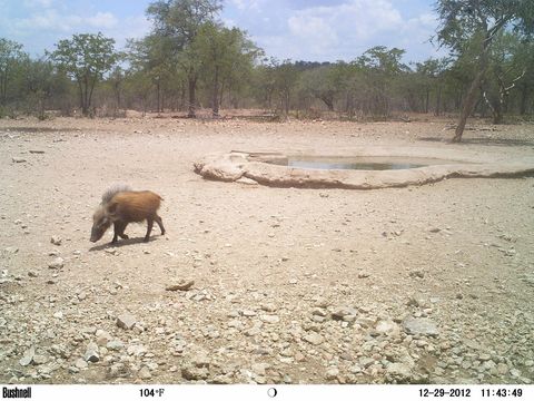 Image of Bush-pig