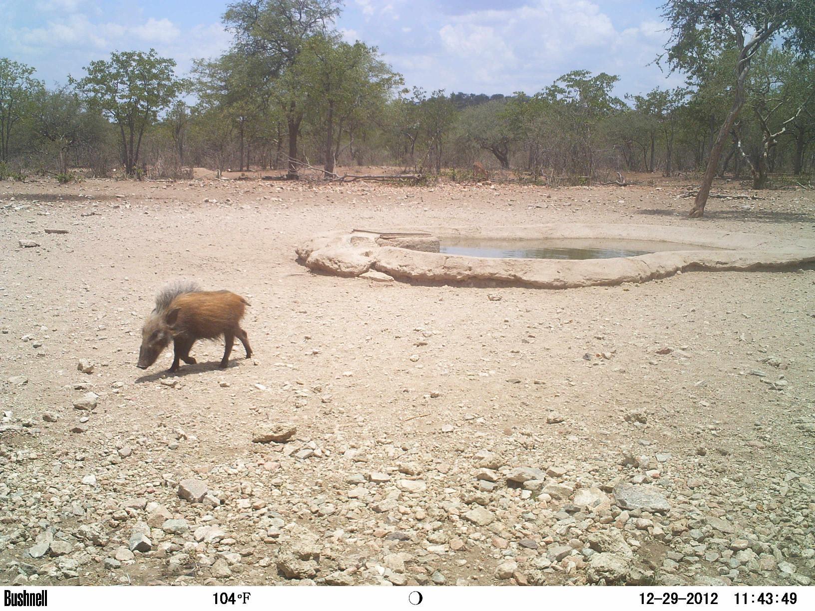 Image of Bush-pig