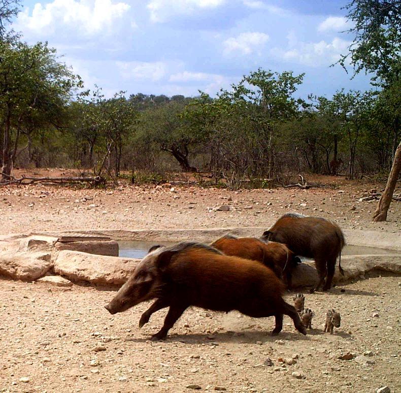 Image of Bush-pig