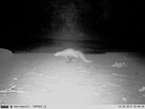 Image of White-tailed Mongoose