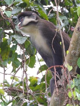 Cercopithecus ascanius (Audebert 1799) resmi