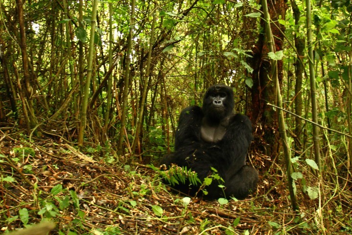 Image of Mountain Gorilla