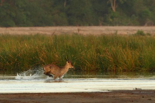 Image of Ellipsen Waterbuck