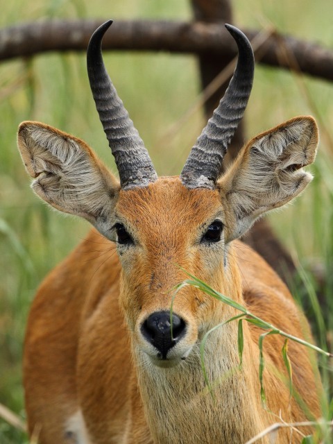 Image of Bohor Reedbuck