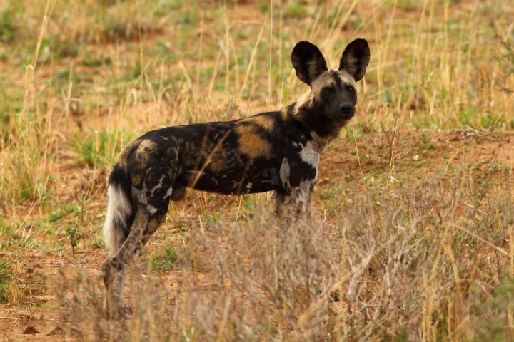 Image of African Hunting Dog