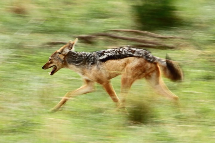 Image of Black-backed Jackal