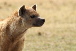 Image of Spotted Hyaenas