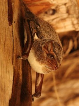 Image of Mauritian Tomb Bat