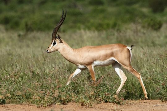 Image of Grant's Gazelle