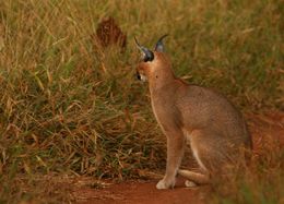 Image of Caracals