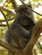 Image of Samango Monkey