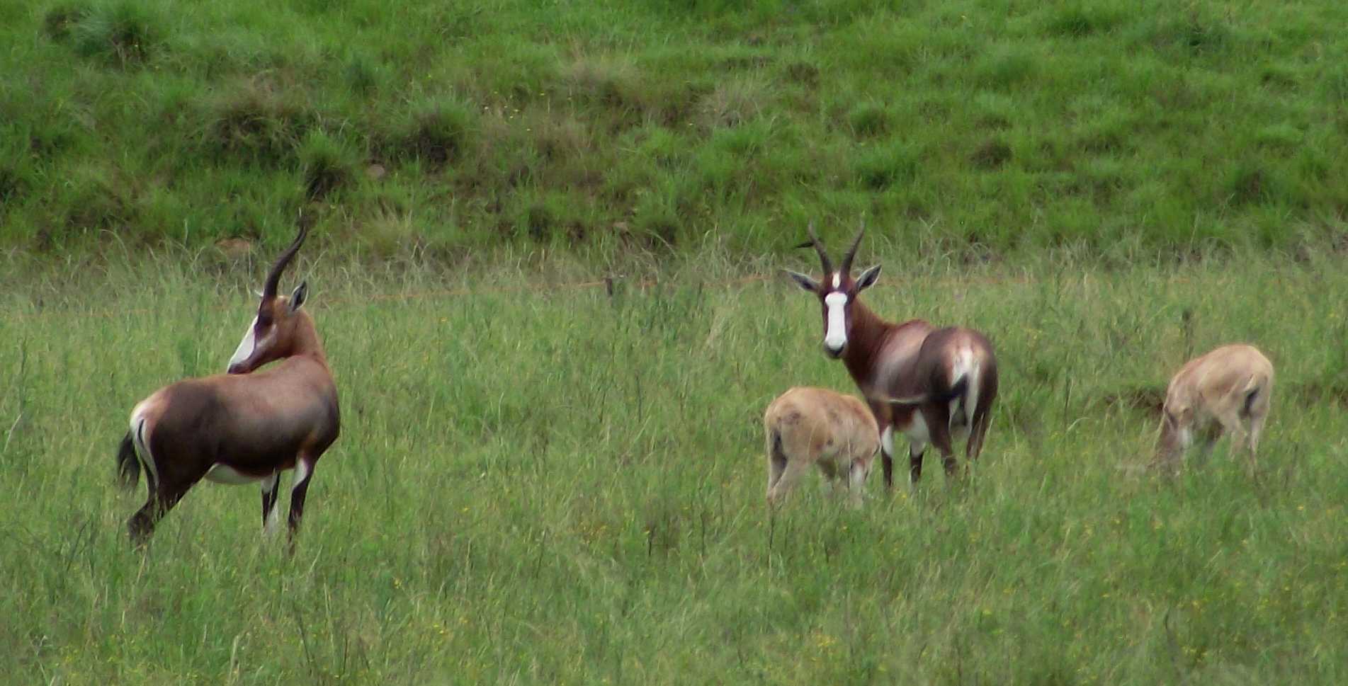 Image of Blesbok