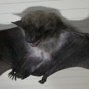 Image of African Pipistrelle