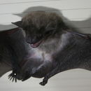 Pipistrellus hesperidus (Temminck 1840)的圖片