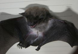 Image de Pipistrellus hesperidus (Temminck 1840)