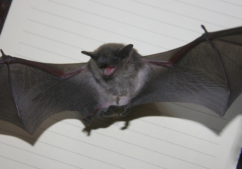 Image de Pipistrellus hesperidus (Temminck 1840)