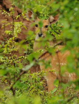 Image of Bushbuck